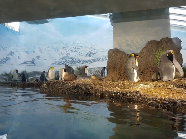 Pinguine Zoo.jpg