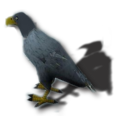 Adler gross.png