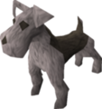 Terrier - grau - gross.png